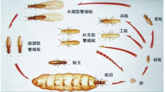 柳州白蚁防治公司提醒业主没见白蚁为什么还要做预防白蚁灭治白蚁